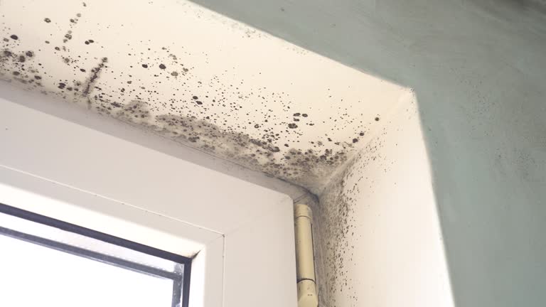 Best Environmental Consulting for Mold Prevention  in Boca Raton, FL